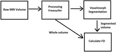 BrainFD: Measuring the Intracranial Brain Volume With Fractal Dimension